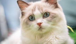 花一萬送小狗上學(xué)，年輕人的寵物消費到底值不值？