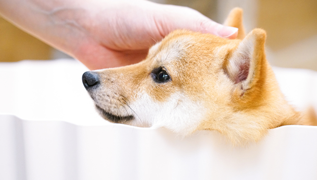 【深度】定点医院常更换，进口药贵难获赔…宠物险真能帮“铲屎官”减负吗？｜界面金融315