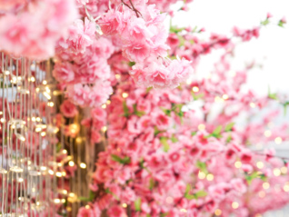 全城联动，2026上海国际花卉节开幕