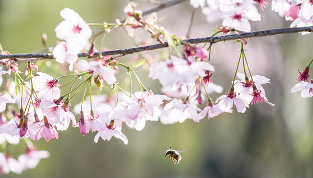 养蜂机械补贴政策将调整，中国蜂农需要从“冷兵器”时代突围