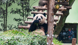 大运会带火当地旅游：成都变暑期最热门目的地，高星级酒店预订量翻3倍