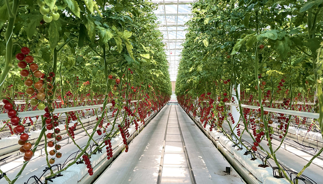 富景中国五度递表港交所，前5月业绩转盈冲击“盆栽蔬菜第一股”