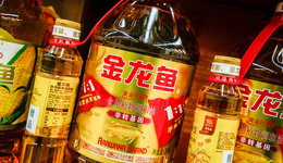 “涸轍之鮒”金龍魚，如何自救？