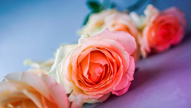 七夕鲜花走俏，抖音等电商渠道云南玫瑰热卖