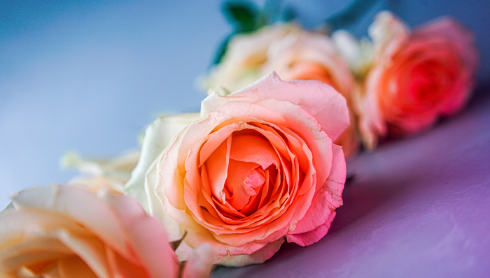 七夕鲜花走俏，抖音等电商渠道云南玫瑰热卖