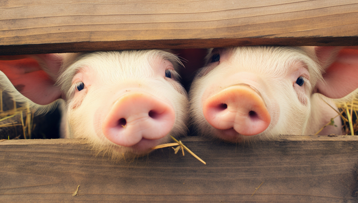 要抄底猪周期？上海梅林更名押注肉类消费市场