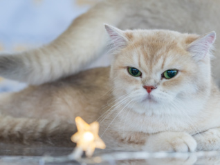 网红宠物博主创办的宠粮品牌金故“翻车”了