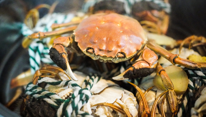 姗姗来迟的阳澄湖大闸蟹还能卖出好价钱吗？