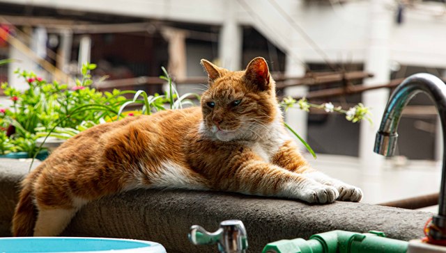 招商蛇口再拿上海旧改，藏在弄堂里的蛋糕与门槛