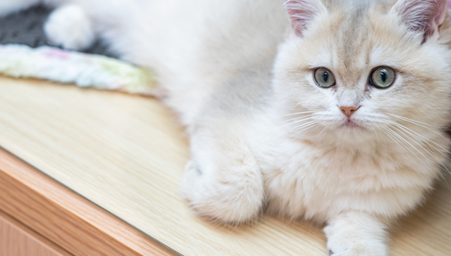 今年“双11”国产宠物品牌继续猛攻