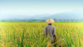 如何鼓起农民的钱袋？中央一号文件打出一套政策“组合拳”