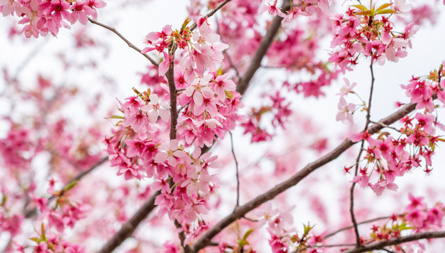 上海宝山区拟协议出让康家村“城中村”改造地块，面积4.35万平