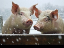 调研早知道 | 猪肉开始涨价？还在底部周期但最困难时间已经过去