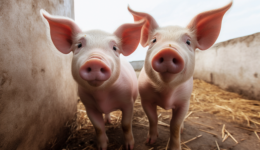 手握230亿，河南“猪王”，逆势扩张