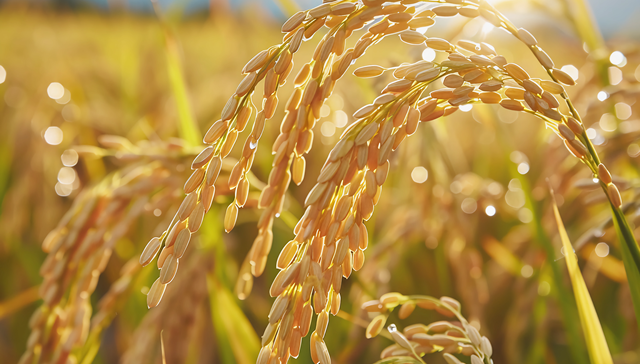 全国政协委员安庭：应保护、开发农作物“老品种”，着力壮大县域富民产业