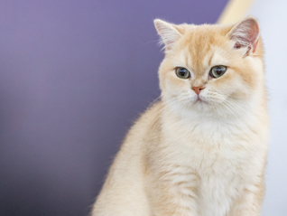 猫粮是否会导致上千只猫瘫痪仍难有定论