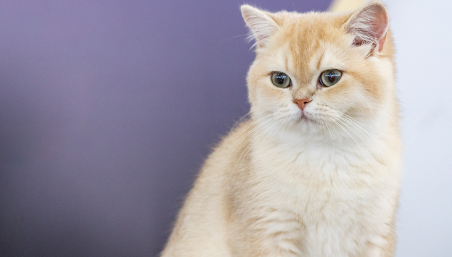 中宠、佩蒂净利飙升，宠物食品热卖让A股这些公司赚翻了