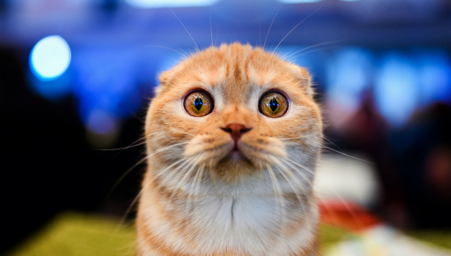 双地铁、大虹桥......利好频频的江桥宅地遇冷？