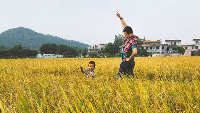 崖口村：收割秋天，治愈石屎森林自然缺失症