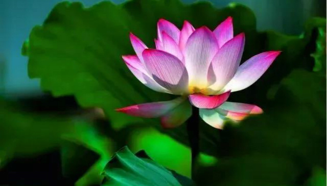 珠海这些地方够你玩整个暑假 出行攻略请查收