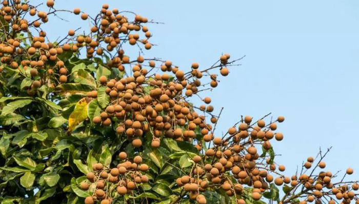 500亩石硖龙眼任摘任吃 在这里你可以尽享田园之乐