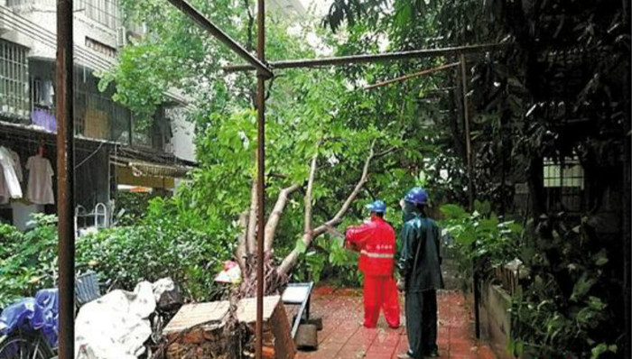 广州11区倒伏倾斜树木7280宗 今日可完成大部分清理