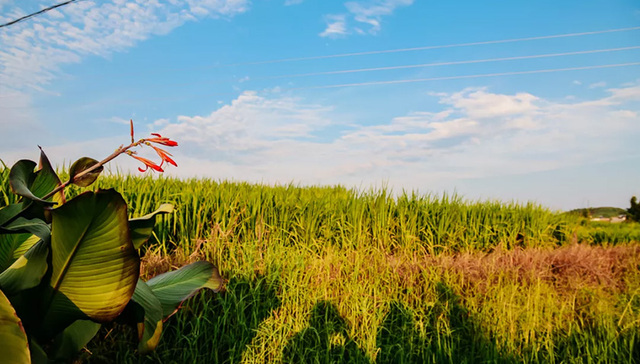 粤美乡村之韶关红梨村 回归陶渊明式的田园生活