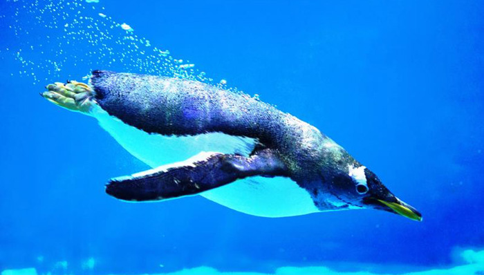 广州正佳国庆海洋精灵齐聚 亚克力单体水族缸创吉尼斯纪录