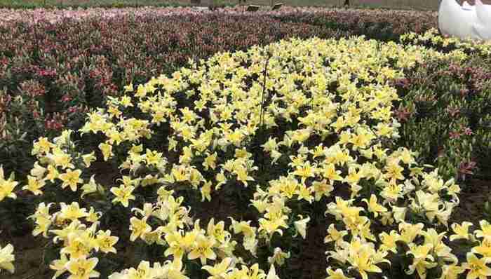 国庆赏花好去处 广州这个小镇将展示超过18万株百合