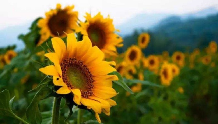 广东革命历史博物馆与大沥革命历史展览厅结对共建