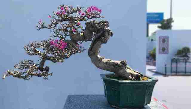 2018年南方绿化苗木博览会举行 岭南各色盆景齐争艳