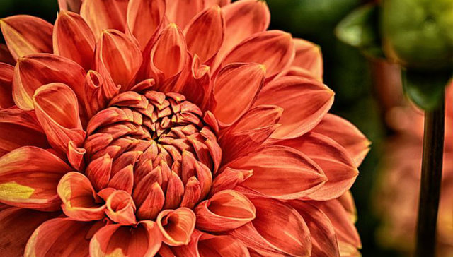 佛山迎春花市变迁： 花市越来越靓生活越变越好