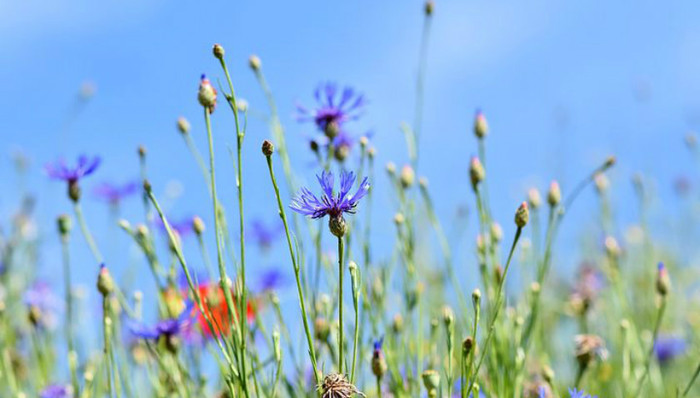 院士设工作室助力乡村振兴  农民