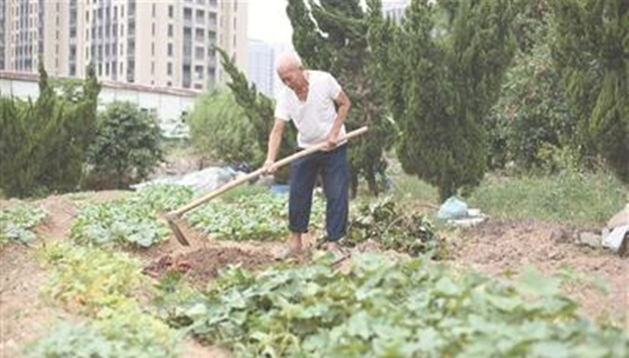 东莞故事：虎门农民冒死带番薯回国种植 引发农业革命