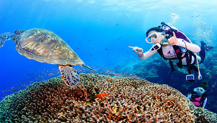 潜水“走红”旅游市场 一站式服务开创产业新模式