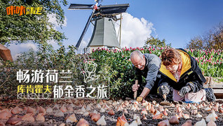 探秘郁金香王国 为你种下一片花海