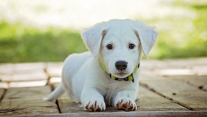 广州计划修改养犬条例，或探索对犬只进行芯片管理