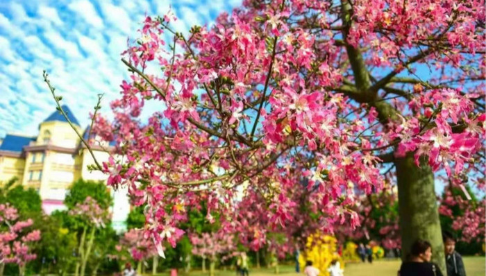 广东最美赏花地图，带你游遍缤纷花海