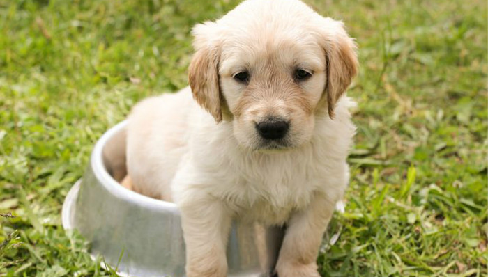 佛山今年已近10万人次遭犬伤，律师：应借助地方性立法规