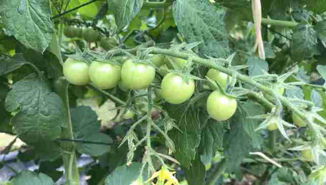 2018广州种业小镇蔬菜新品种展示会拉开帷幕