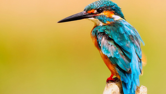 广东明年起五年内禁猎野生鸟类，加强野生动物种群保护