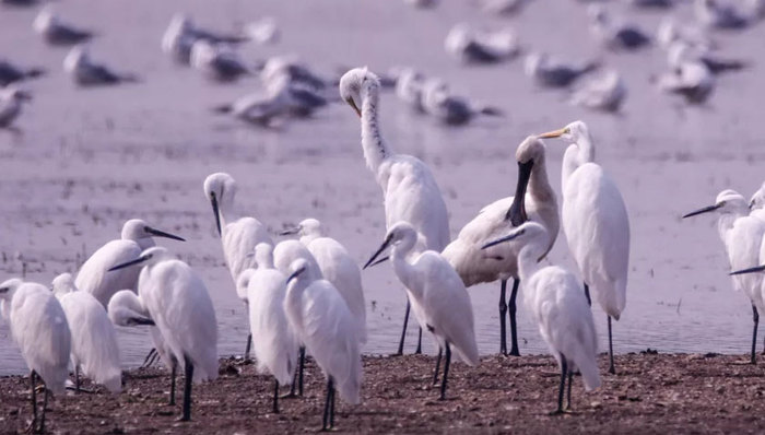 南沙湿地湾区候鸟徒步活动火热报名中，报名倒计时1天