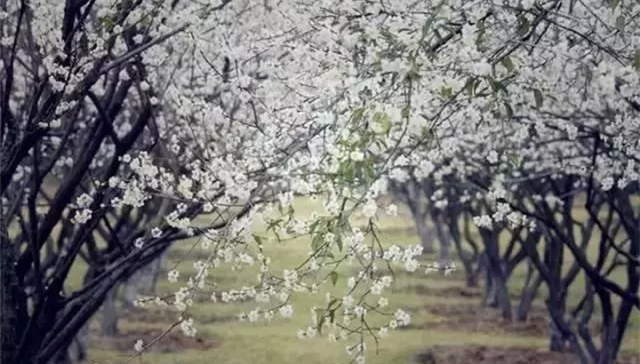 冬日来广东赏“雪”，邂逅“梅”好时光