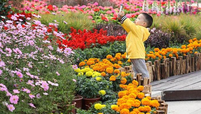 鲜花映城，南沙春节前布置超一万平方米时花扮靓全区