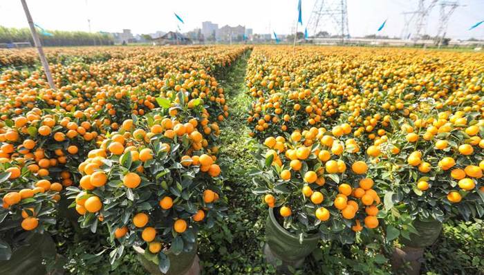 南沙各花市开张在即，不少田地呈现一片金黄色泽美不胜收