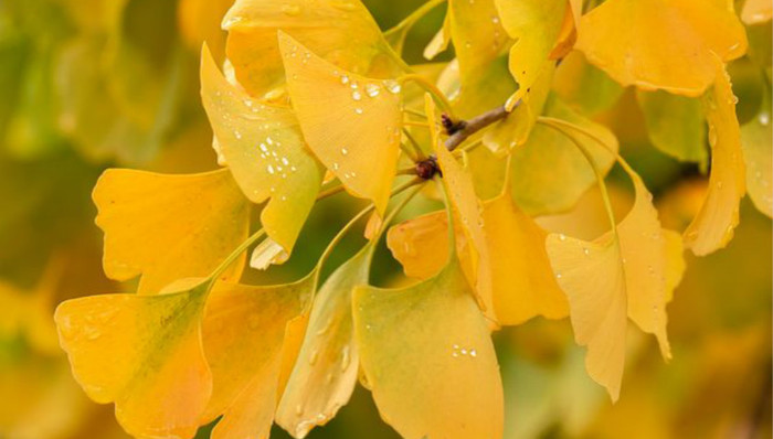 推进生态宜居美丽乡村建设，佛山顺德今年启动12个示范片建设