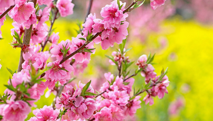 赏花休闲过新年，佛山景区游览人气旺