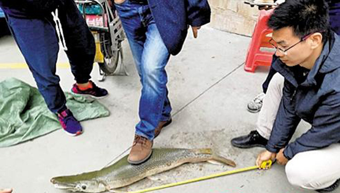 广州白云湖两条“水中杀手”被抓住了，被证实是鳄雀鳝