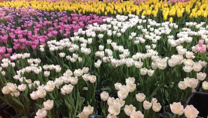 旅游淡季也有好去处，长线赏花旅游线路受到热捧