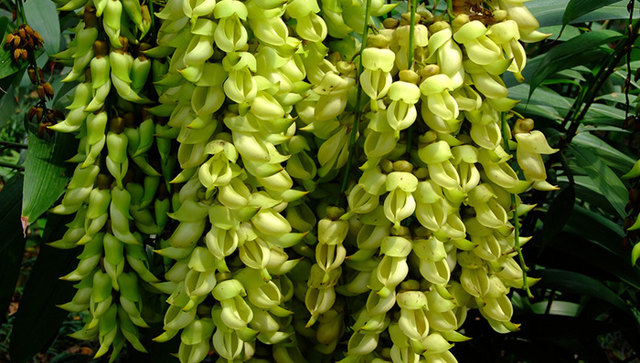 第14届中国·岭南（清远牛鱼嘴）野生禾雀花观赏节开幕